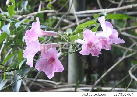 Pink flower in garden 127895464