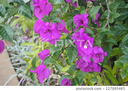 bright purple flowers in the garden 127895465