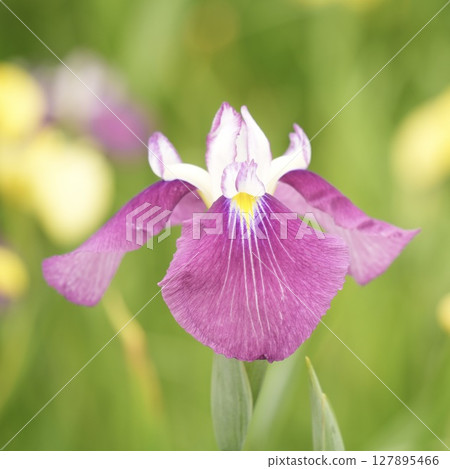 Beautiful purple-red irises close-up Beautiful purple-red irises close-up 127895466