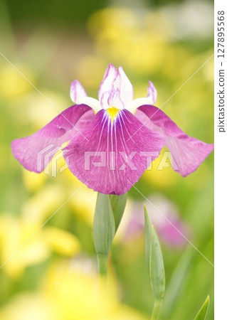 Beautiful purple-red irises up close colorful yellow background Beautiful purple-red irises up close colorful yellow background 127895568