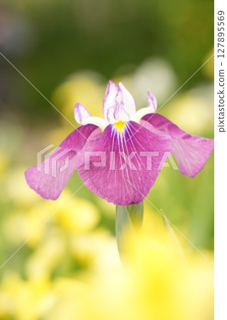 Beautiful purple-red irises, close-up, colorful Beautiful purple-red irises, close-up, colorful 127895569