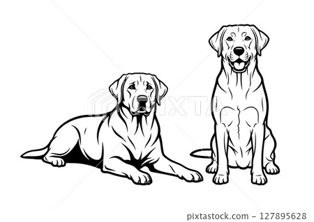 Vector of black and white illustration of two Labrador Retrievers, one sitting, one lying. Pet. 127895628