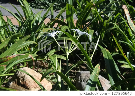 Green leaves in the garden 127895643