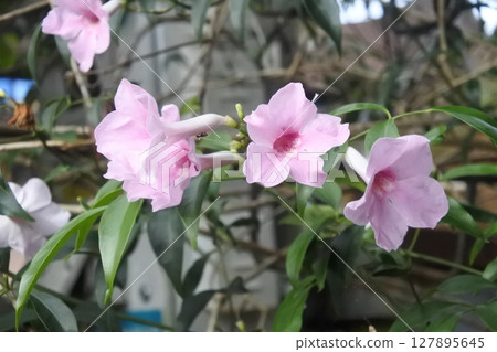 Pink flower in garden Pink flower in garden 127895645