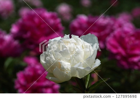 Peony flower "New Pearl" May 2025 Peony flower "New Pearl" May 2025 127895698