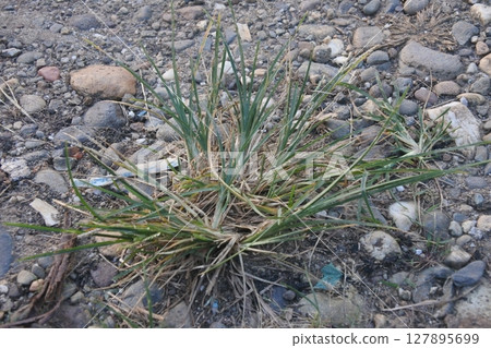 grass with rocky background grass with rocky background 127895699