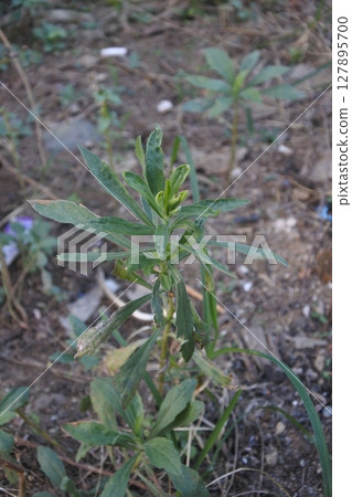 green grass plants green grass plants 127895700
