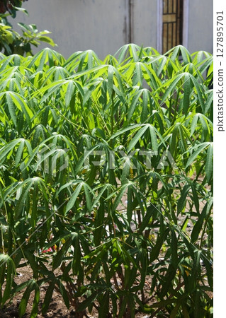 Cassava leaves on a sunny day Cassava leaves on a sunny day 127895701