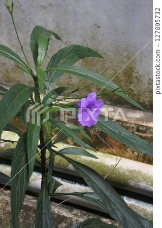 Violet flower in the garden Violet flower in the garden 127895732