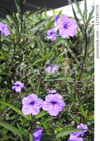 Violet flower in the garden Violet flower in the garden 127895735
