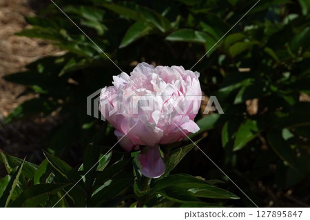 牡丹花「醉月」2025年5月 牡丹花「醉月」2025年5月 127895847