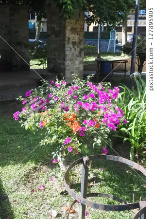Bright violet flower in the garden 127895905