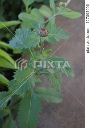 flowers that haven't bloomed yet flowers that haven't bloomed yet 127895906
