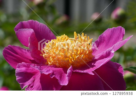 牡丹花「早春」2025年5月 牡丹花「早春」2025年5月 127895938