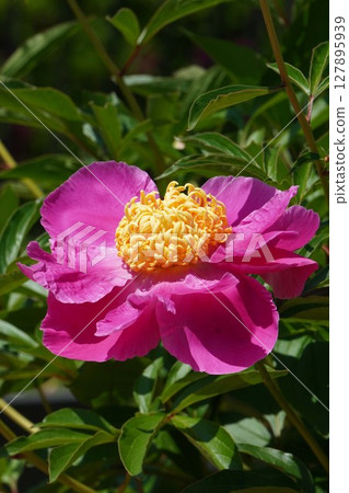 Peony flower "Early Spring" May 2025 Peony flower "Early Spring" May 2025 127895939