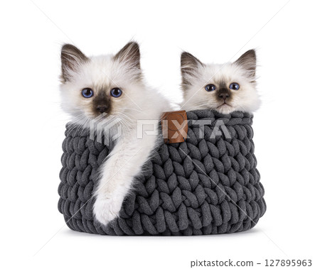 Sacred Birman cat kittens on white background Sacred Birman cat kittens on white background 127895963