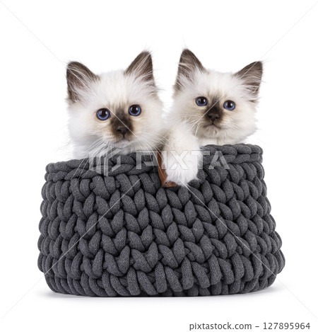 Sacred Birman cat kittens on white background Sacred Birman cat kittens on white background 127895964
