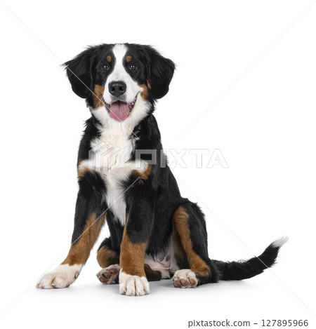 Berner Sennen dog on white background 127895966