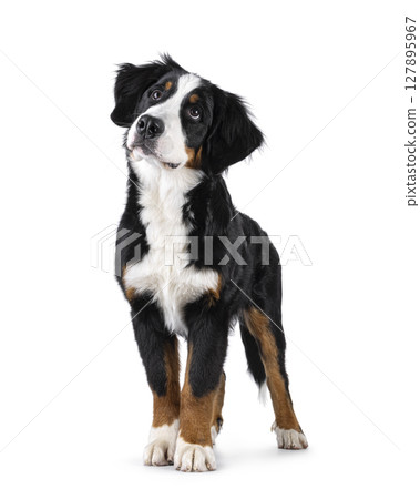 Berner Sennen dog on white background 127895967