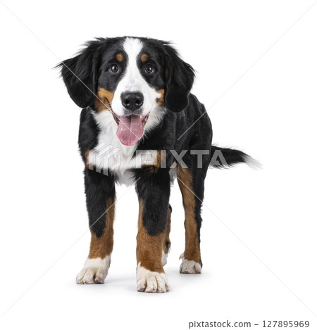Berner Sennen dog on white background Berner Sennen dog on white background 127895969