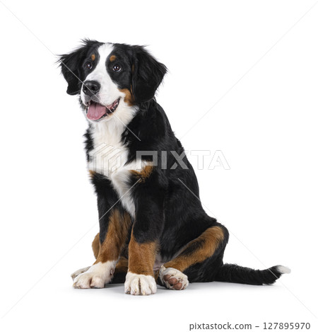 Berner Sennen dog on white background Berner Sennen dog on white background 127895970