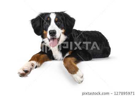 Berner Sennen dog on white background 127895971