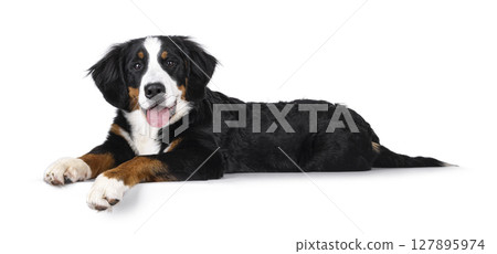 Berner Sennen dog on white background Berner Sennen dog on white background 127895974