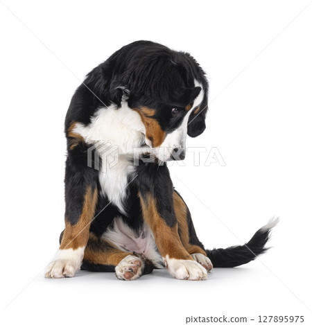 Berner Sennen dog on white background 127895975