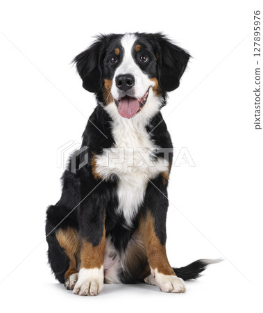 Berner Sennen dog on white background 127895976