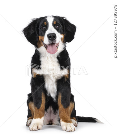 Berner Sennen dog on white background 127895978
