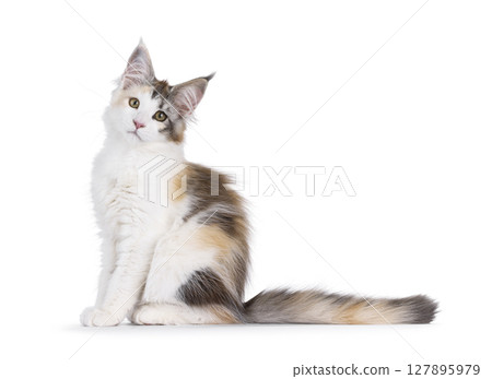 Maine coon cat kitten on white background 127895979