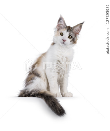 Maine coon cat kitten on white background 127895982