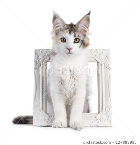 Maine coon cat kitten on white background Maine coon cat kitten on white background 127895983