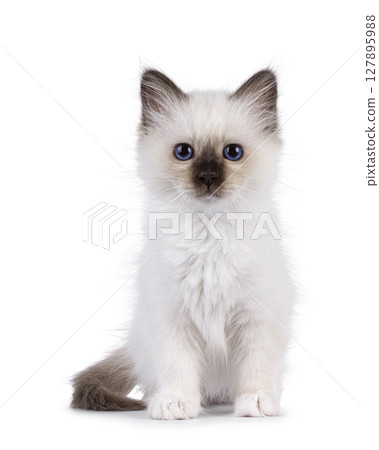 Sacred Birman kitten on white Sacred Birman kitten on white 127895988