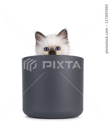 Sacred Birman kitten on white 127895993