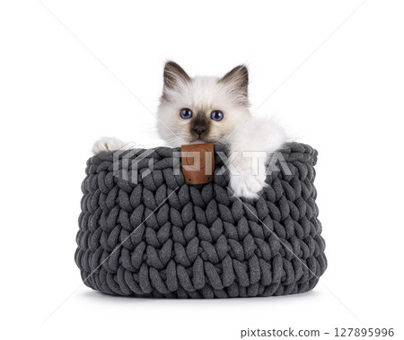 Sacred Birman kitten on white 127895996