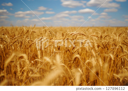 Ripening golden wheat in sunlight with blue cloudy sky. Rich harvest. Agricultural farm. 127896112