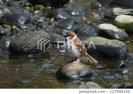 Sparrow 127896148