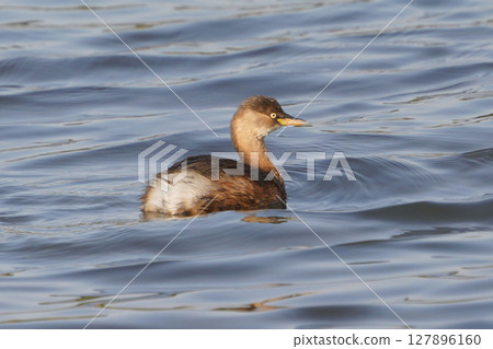 Cute little grebe 127896160