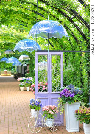 English Garden Hydrangea Fair 127896201