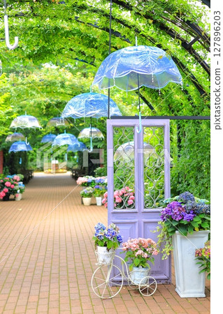 English Garden Hydrangea Fair 127896203