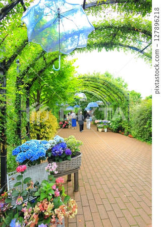 英國花園繡球花展 127896218