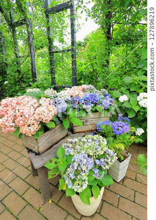 英國花園繡球花展 127896219