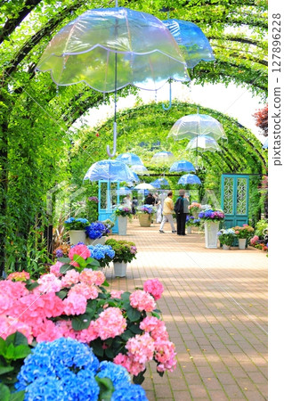 English Garden Hydrangea Fair 127896228