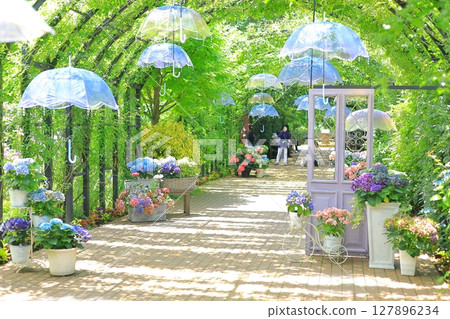 English Garden Hydrangea Fair 127896234