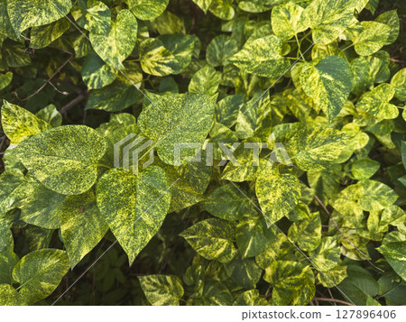 Lush green foliage with vibrant patterns in a natural environment during daytime 127896406