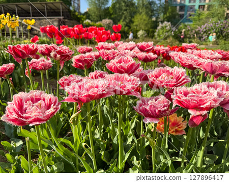 Blooming pink tulips in a vibrant garden on a sunny day Blooming pink tulips in a vibrant garden on a sunny day 127896417