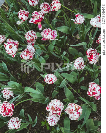 Colorful tulips bloom in a garden during springtime 127896448
