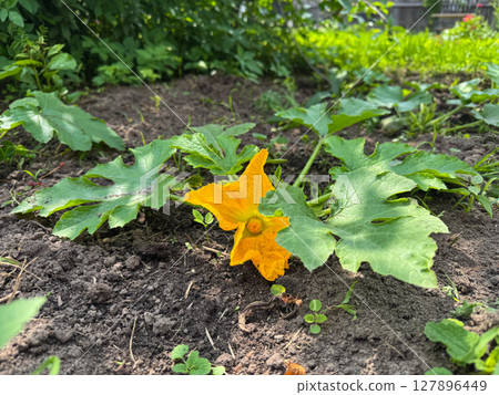 Bright squash blossom amidst lush green leaves in a garden Bright squash blossom amidst lush green leaves in a garden 127896449
