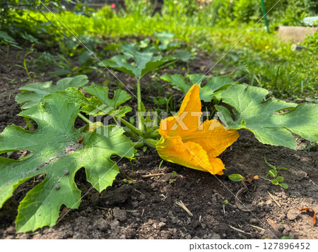 Garden squash plant blooms in sunlit spring afternoon Garden squash plant blooms in sunlit spring afternoon 127896452